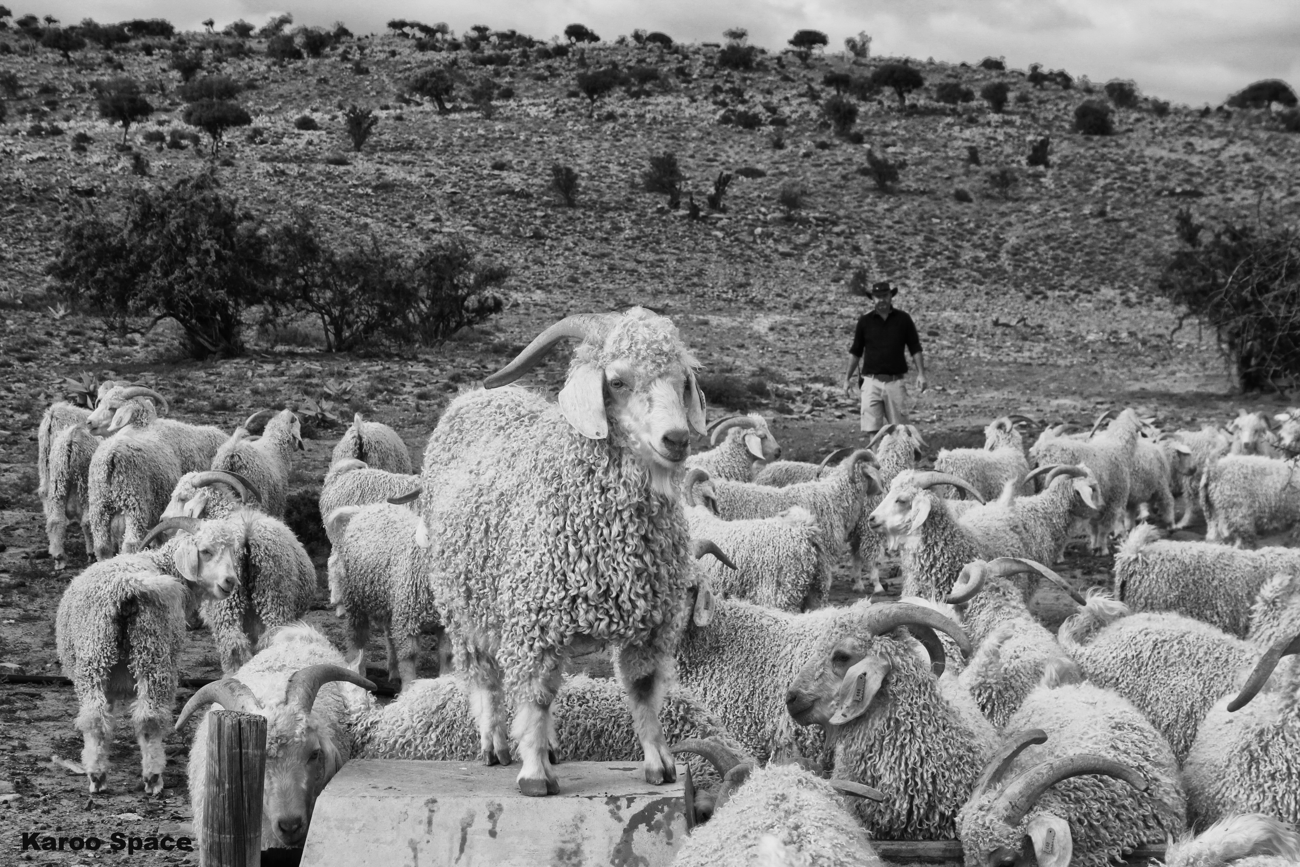 Goats do love to play King of the Castle on the Martyrsford Angora Goat Stud farm – Jansenville, Eastern Cape. Karoo Roads III Photo Essay