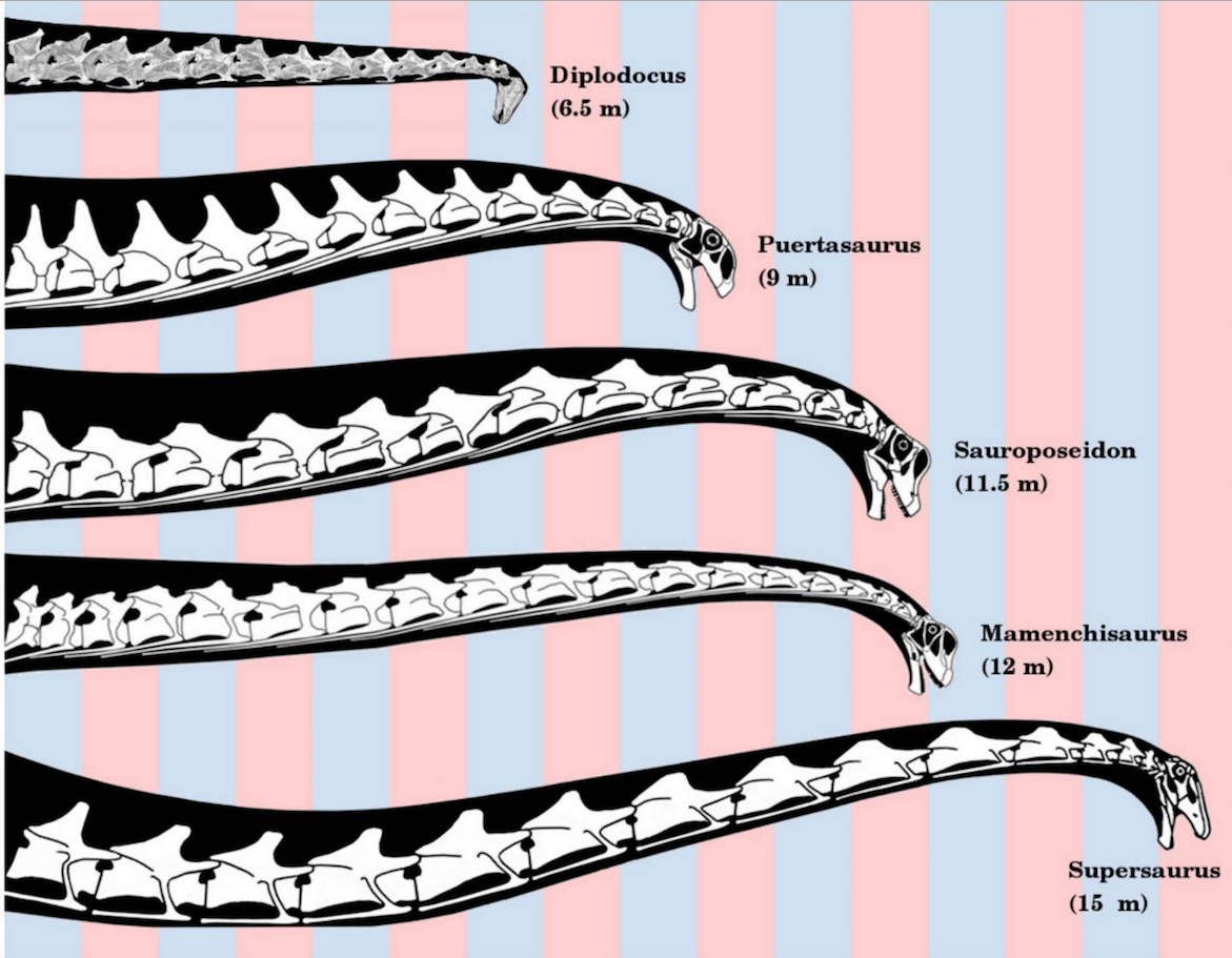 Long-necked sauropods to scale