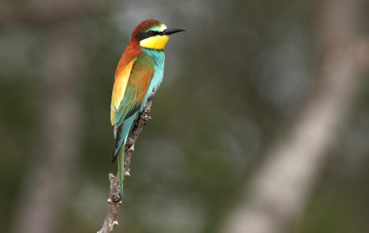 Twitcher’s delight: Southern African birdlife vibrantly captured in new photographic guide