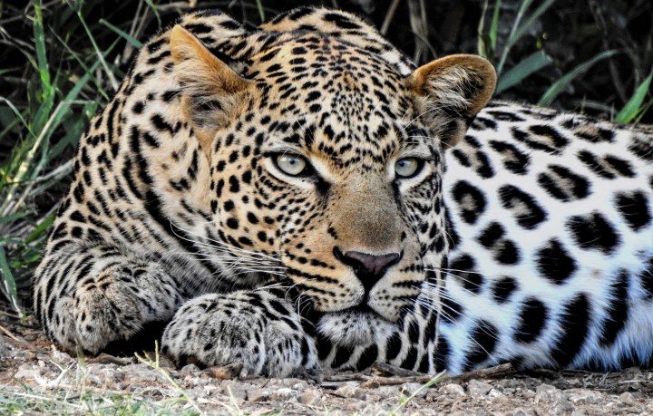 Riveted to the spots – passionate love of leopards unites thousands in ‘phenomenal’ citizen science project