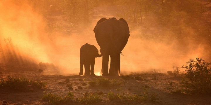 Worried about elephant numbers? Quit counting them