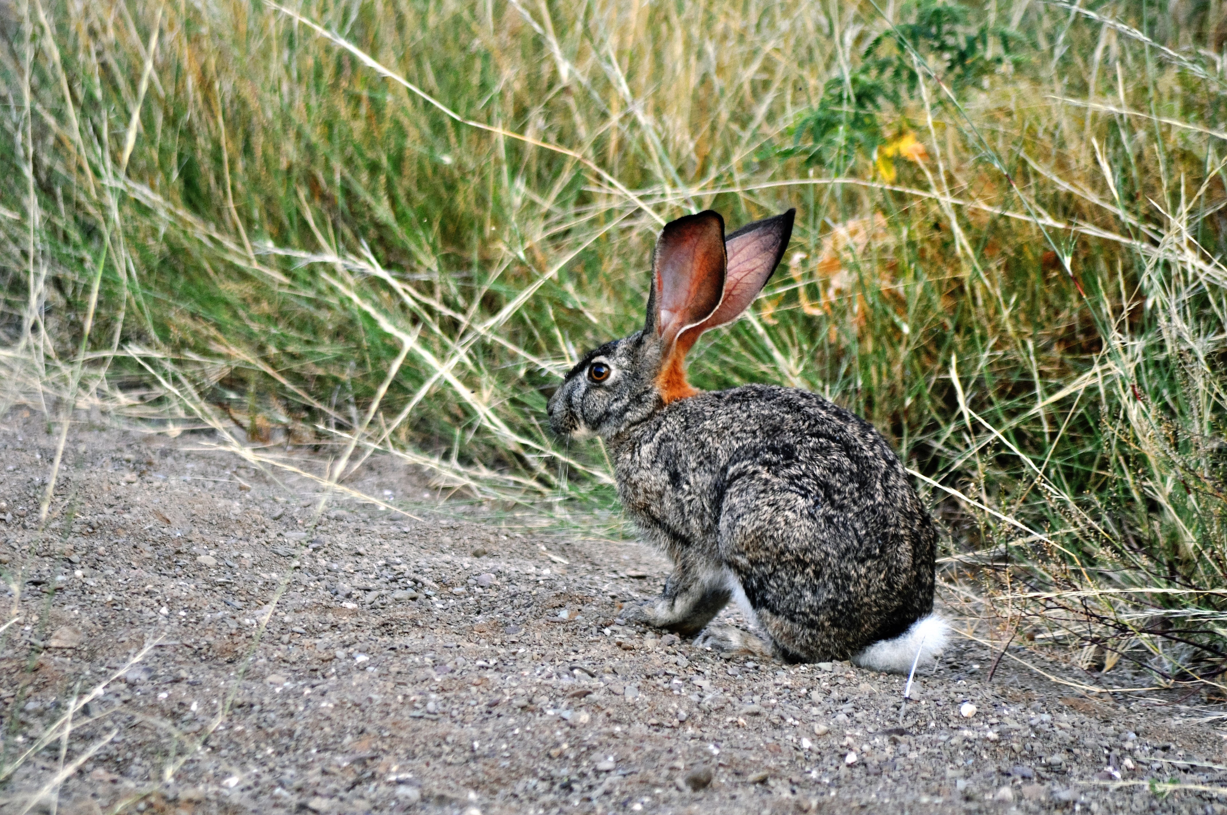 Riverine Rabbit.  Sanbona wildlife.  Image: Included