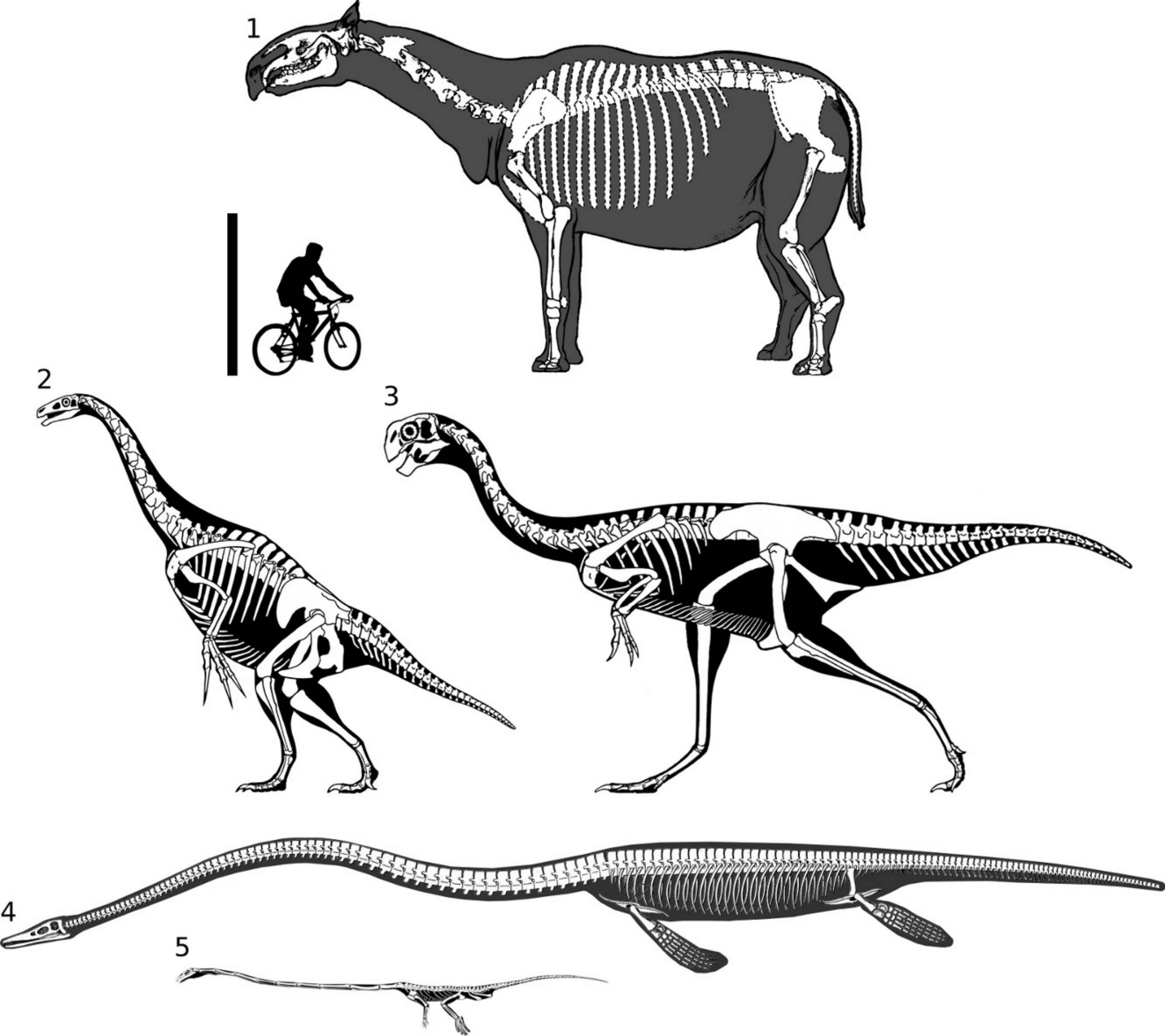Skeletons of some long-necked non-sauropods