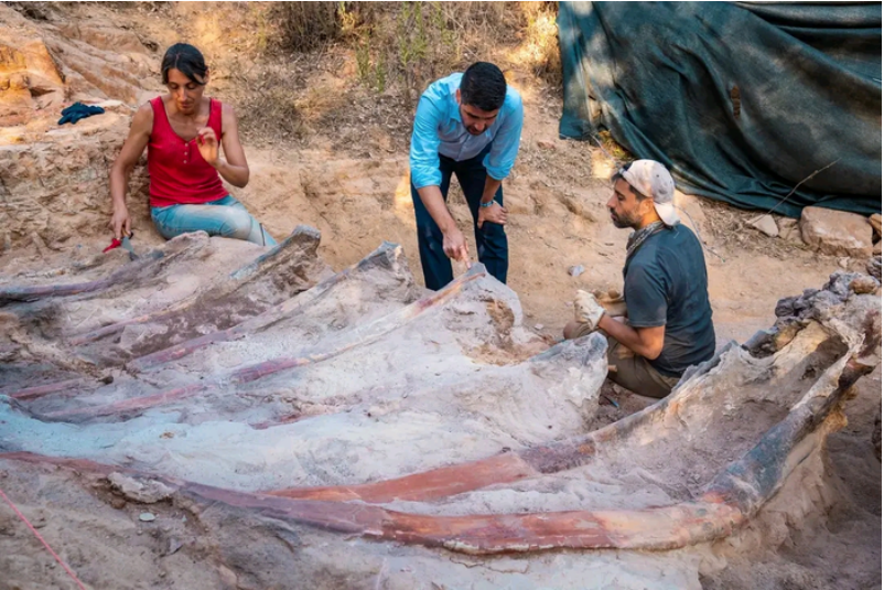 The excavation campaign at the Monte Agudo paleontological site in Portugal.