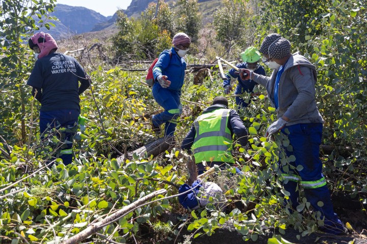 Cape Town ploughs millions into clearing of invasive plants