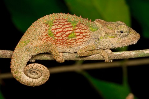 SA’s dwindling chameleon populations and how you can encourage them back to your garden