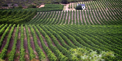 SA’s agribusiness confidence shrivels in third quarter, but some green shoots