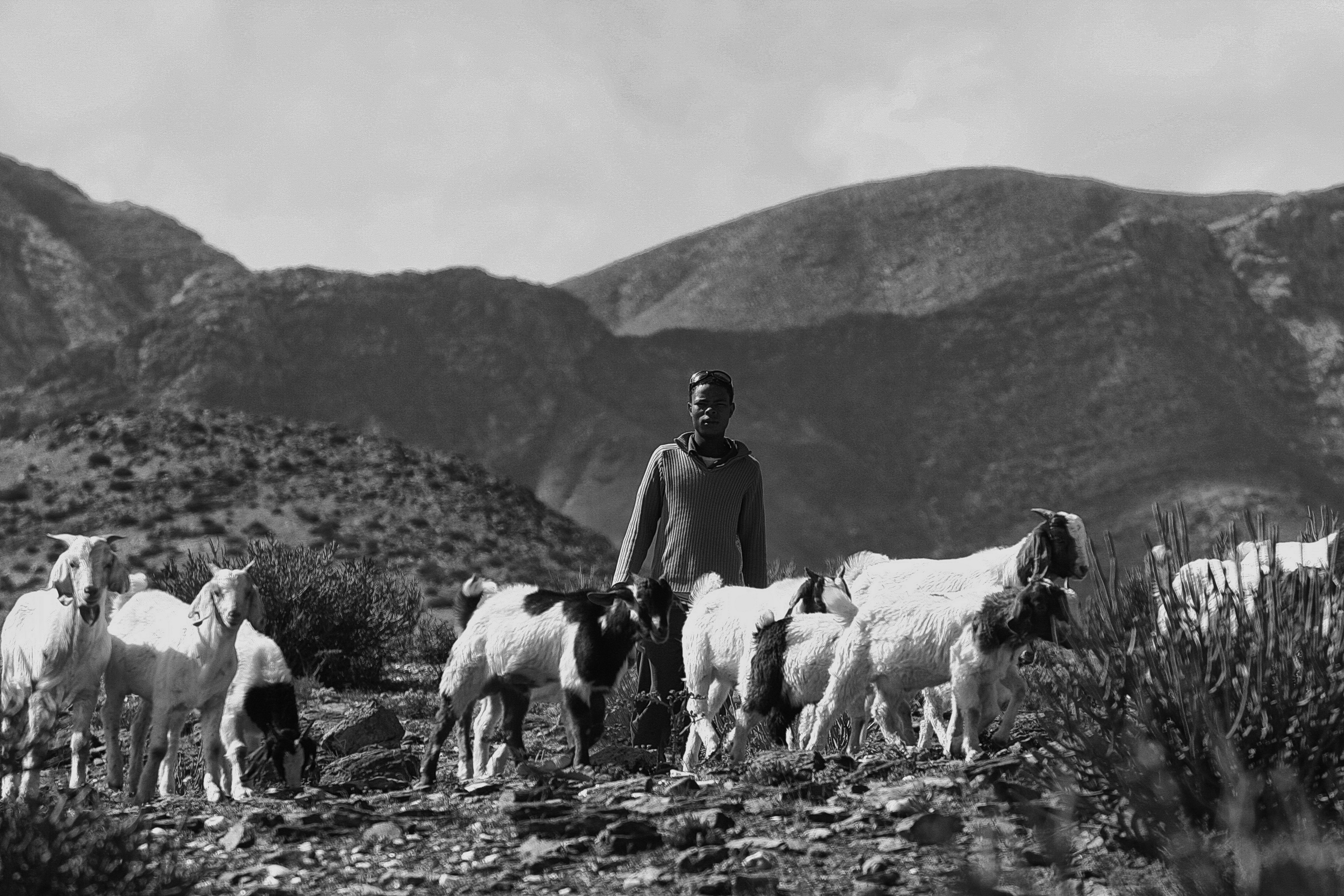 Rodney Joseph – carrying on a 2,000-year-old nomadic pastoral tradition.