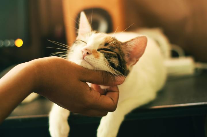 Four ways to tell if your cat loves you – based on science