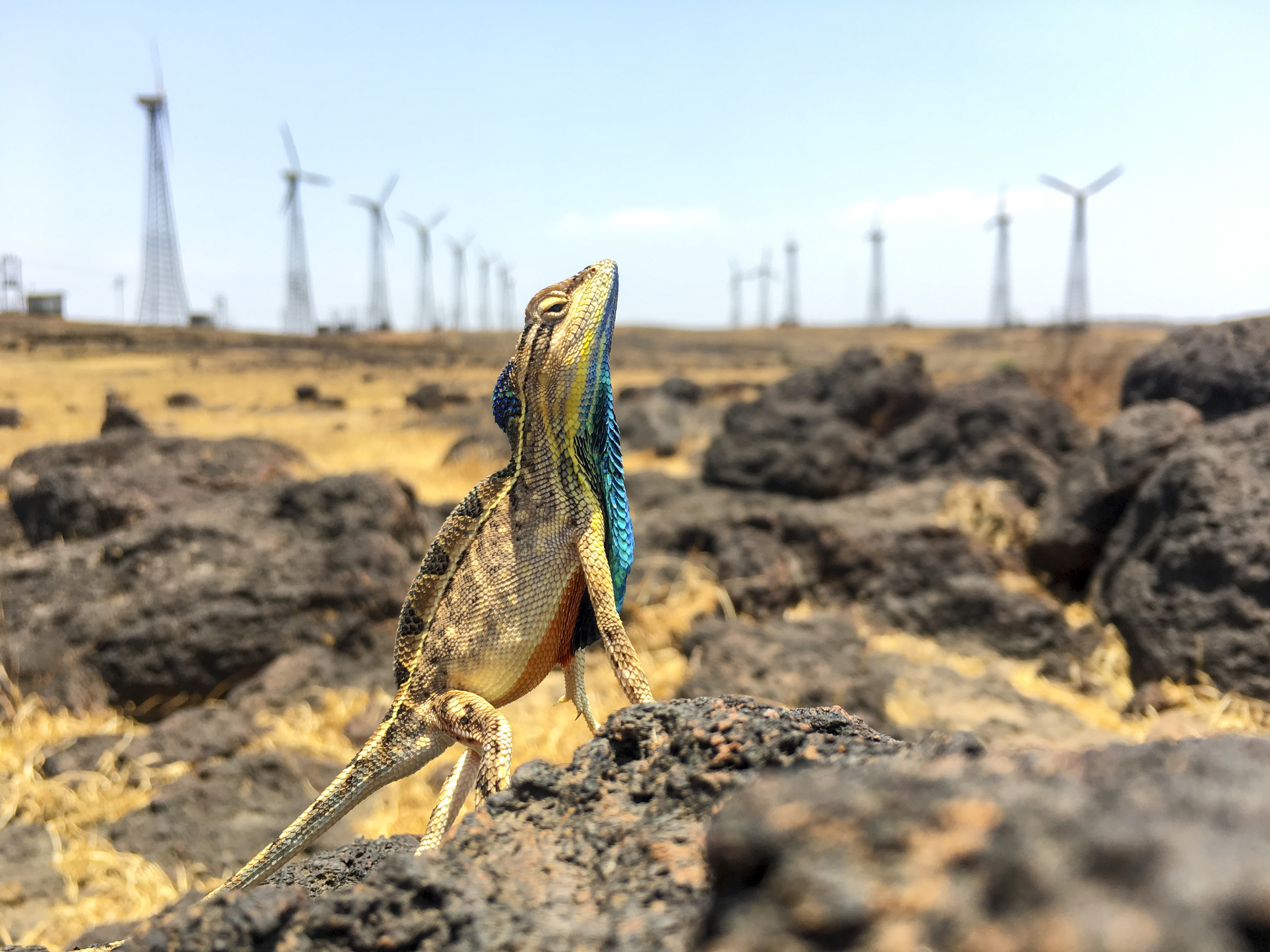 Lizards and Windmills // A vibrant Fan-throated Lizard (Sarada superba) stands guard over his territory. This lizard was photographed in the Chalkewadi plateau in Satara district, which is the site of one of the largest wind farms in this region. Researchers believe that that windmills may affect predator behavior giving a chance for these tiny lizards to thrive in this rocky plateau. © Sandesh Kadur/TNC Photo Contest