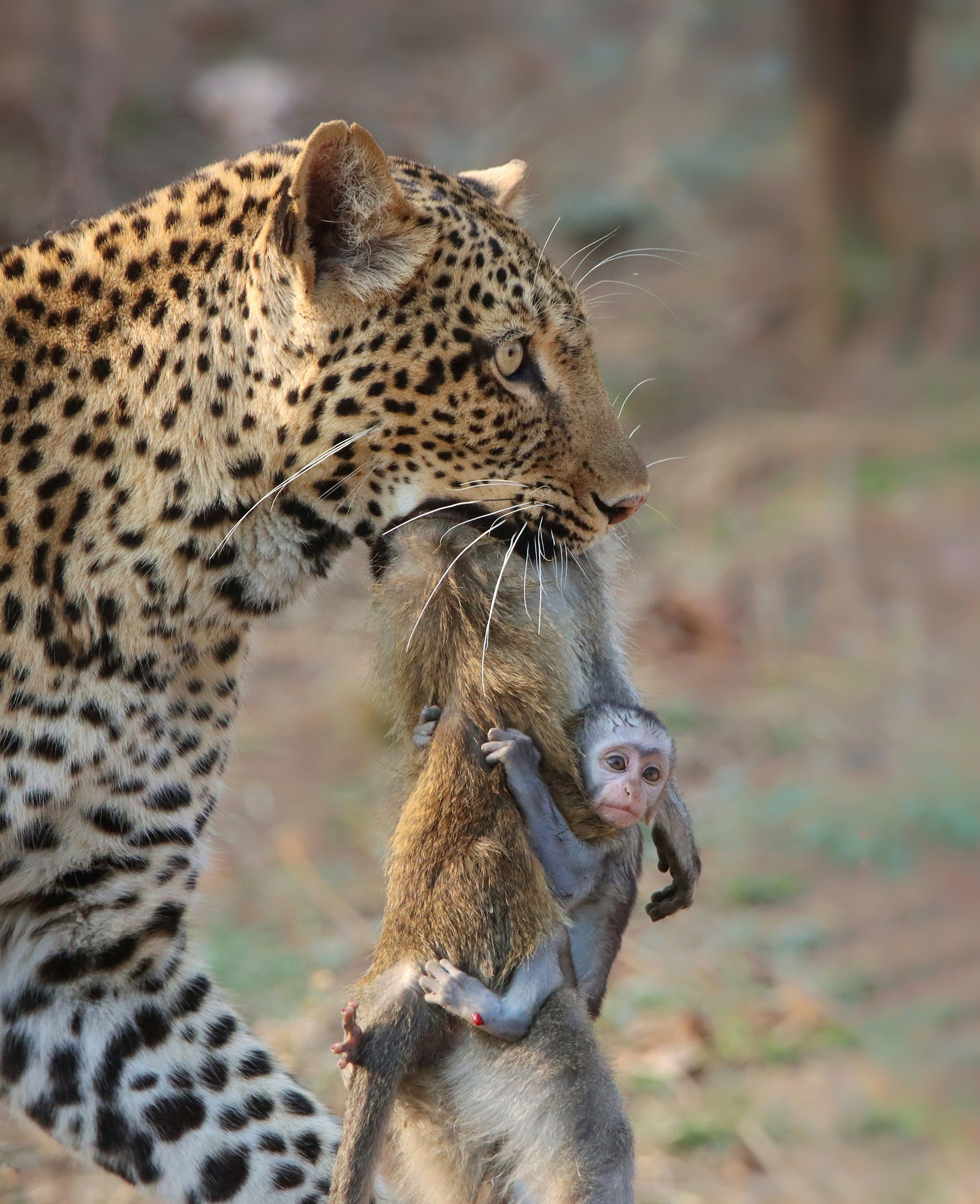 'An Unforgiving kingdom'. A leopard known as Olimba carries the carcass of a female vervet monkey with its baby still hanging on for dear life. Picture taken in South luangwa national park in Zambia. © Shafeeq Mulla/TNC Photo Contest