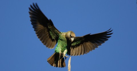 Eastern Cape project conserves critically endangered Cape parrot and empowers communities
