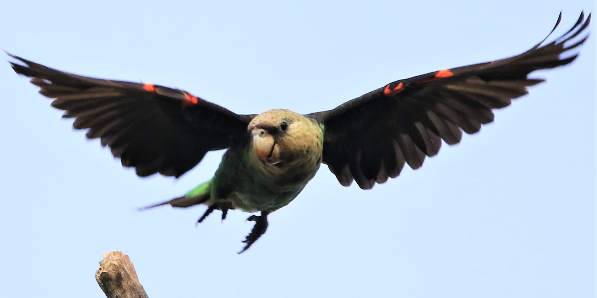 eastern cape parrot project