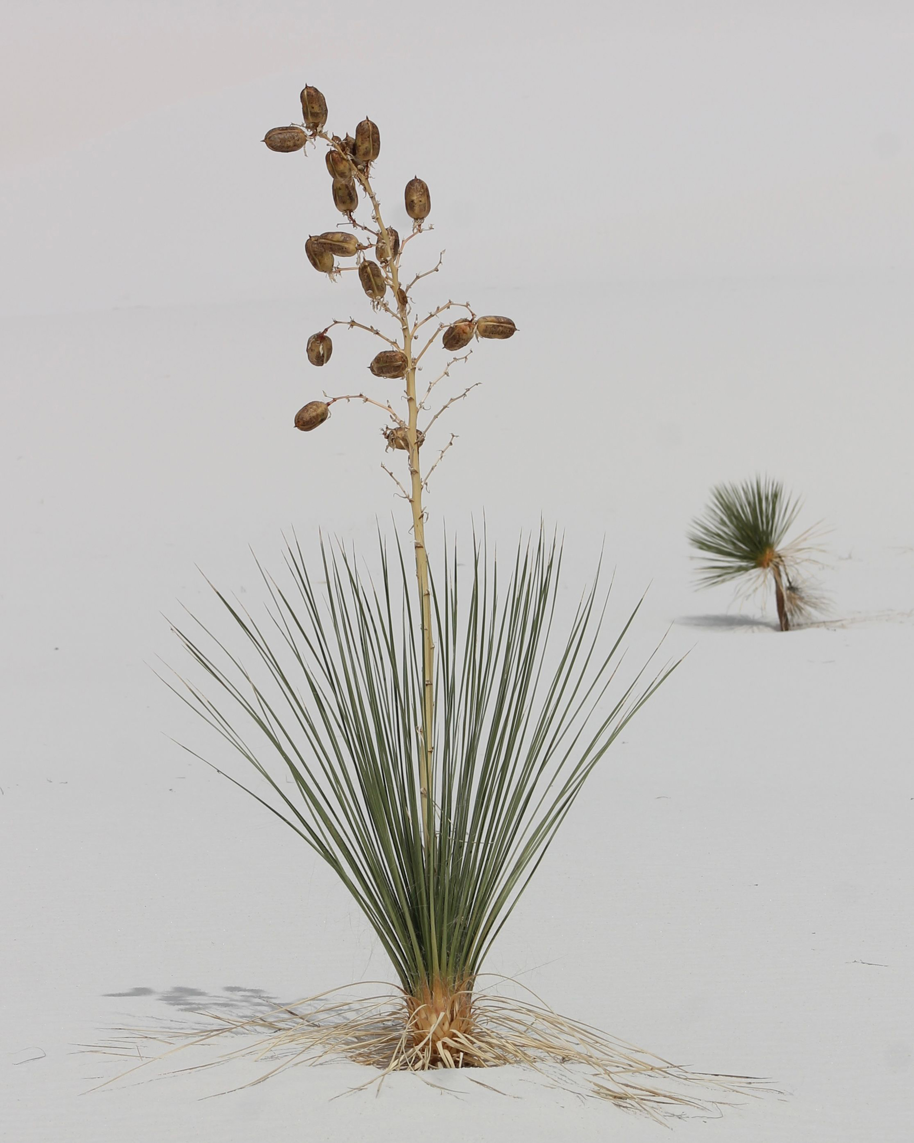 'Soaptree Yucca'. Soaptree Yucca in White Sands National Park, New Mexico. © Xiaoling Keller/TNC Photo Contest