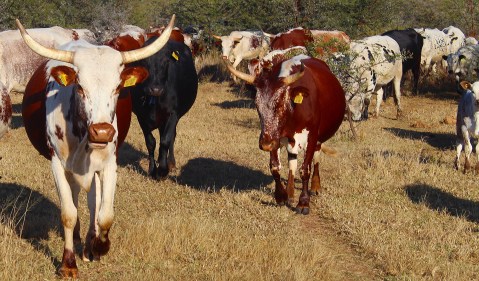 Do domesticated cattle help or harm Africa’s conservation areas? SA ecologist wins R2.6m grant to find out