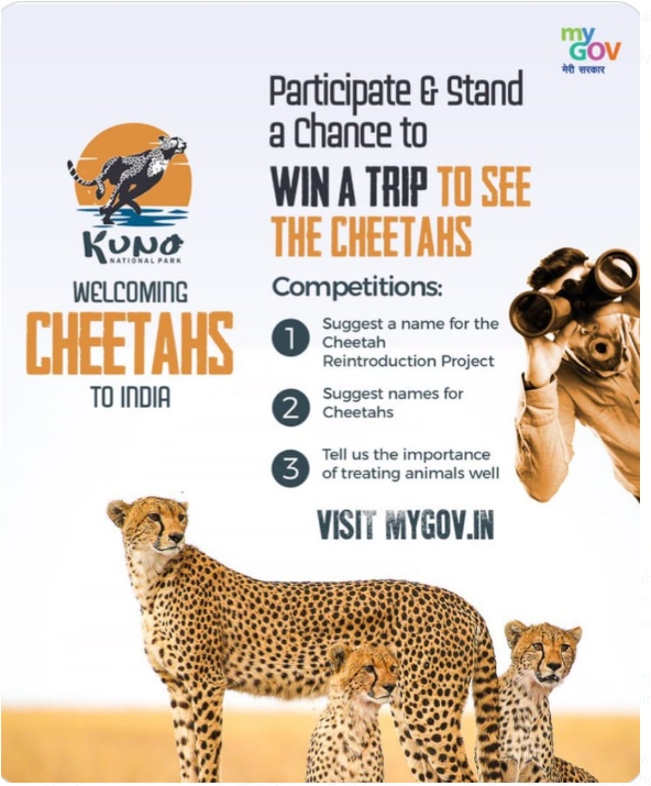 cheetahs india competition