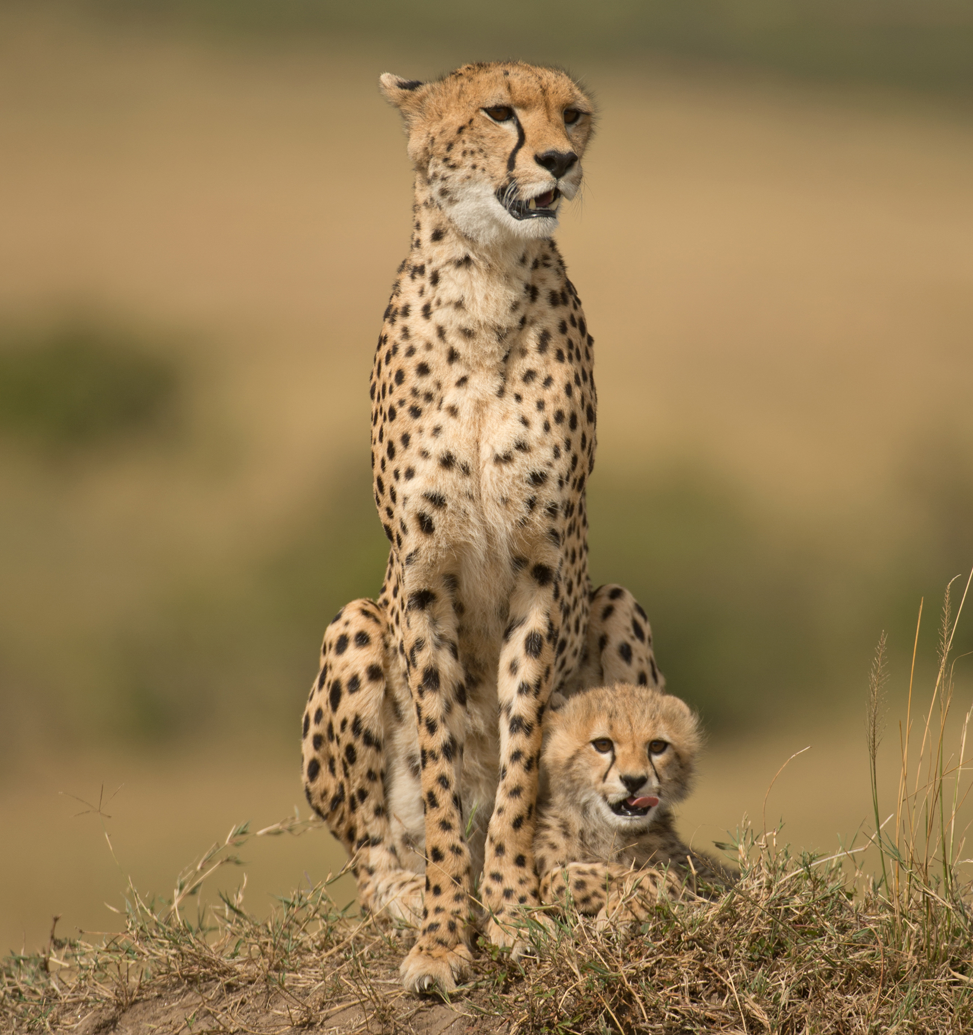 cheetahs india cub