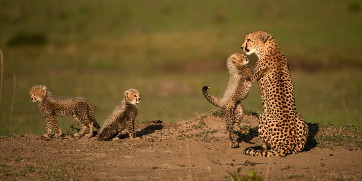 Translocation of SA cheetahs to India — ‘there is going to be a lot of heartache and pain’