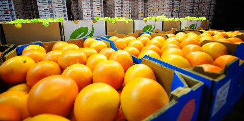 Record SA citrus crop fails to juice up farmers’ profits due to soaring freight costs