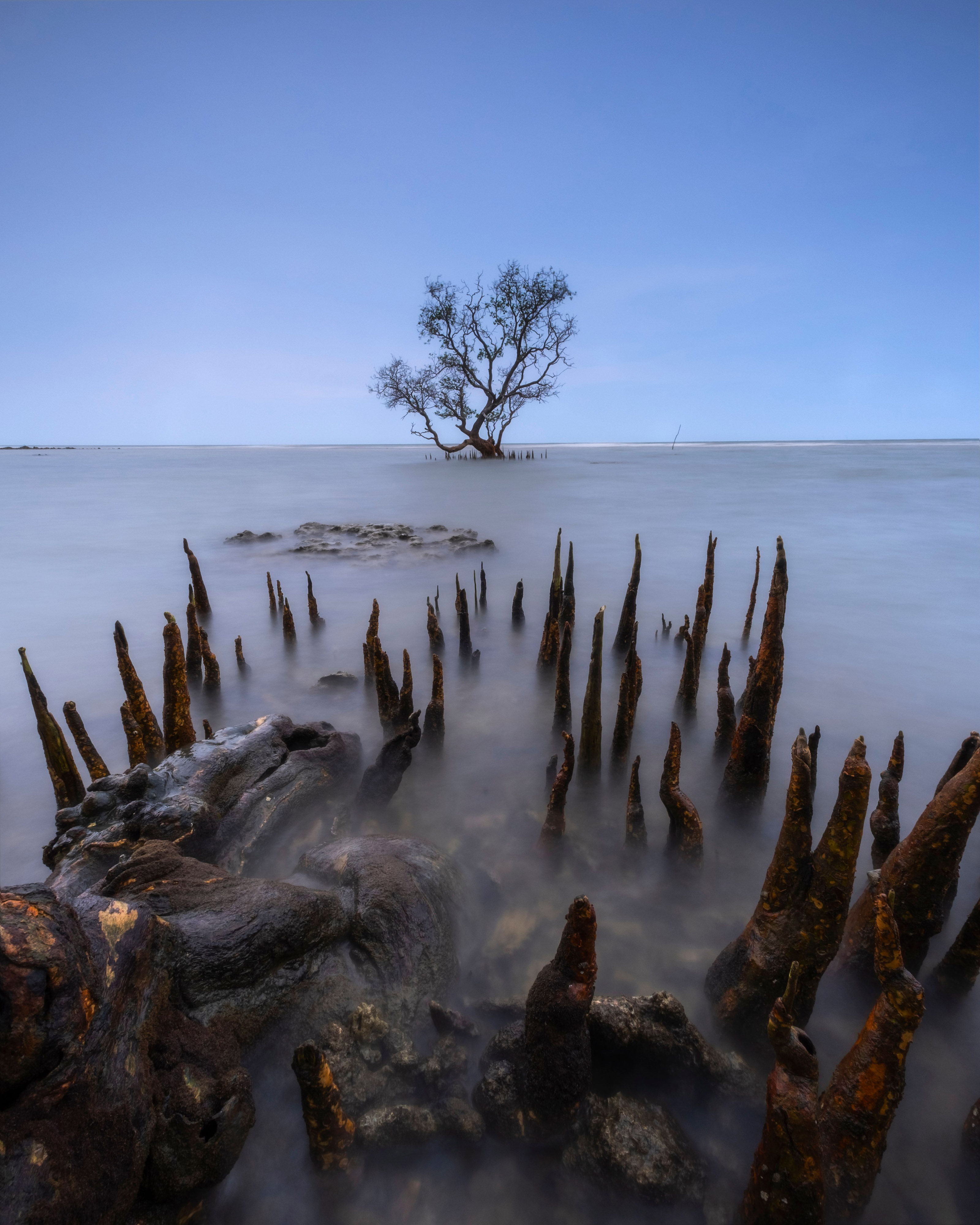 'Mangrove Tree'. This photo was taken in Lamongan, East Java at sunset. Mangroves were planted to reduce the impact of abrasion around this area. © Waluya Priya Atmaja/TNC Photo Contest