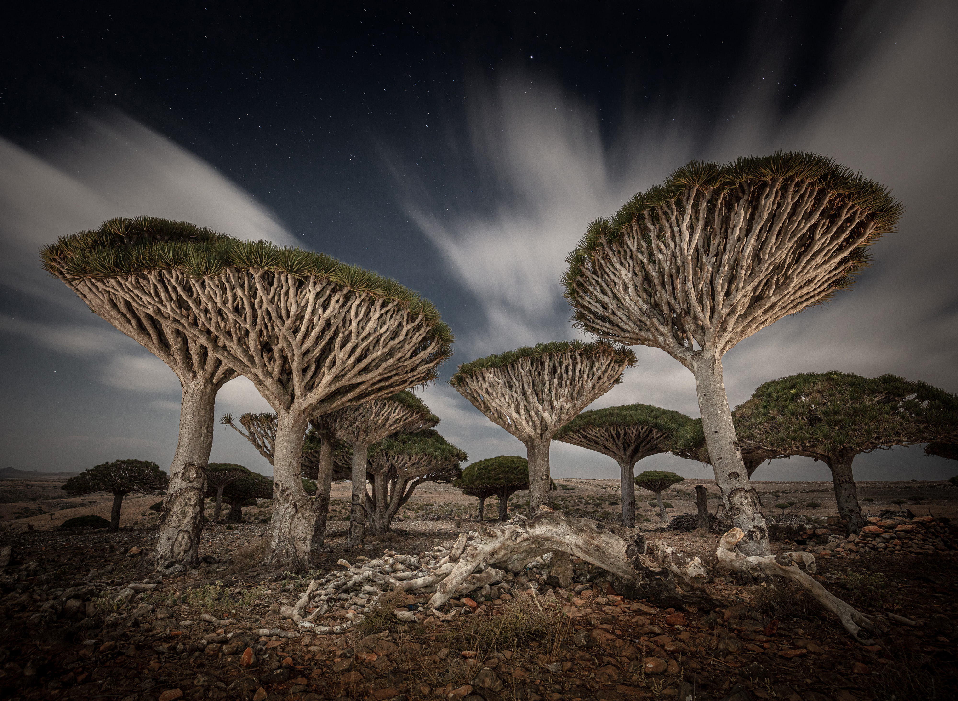 'Dragon Blood Trees'. Dragon Blood Trees in a long exposure night photo. These trees grow only in the high plateaus of Socotra Island. © Cristiano Xavier/TNC Photo Contest