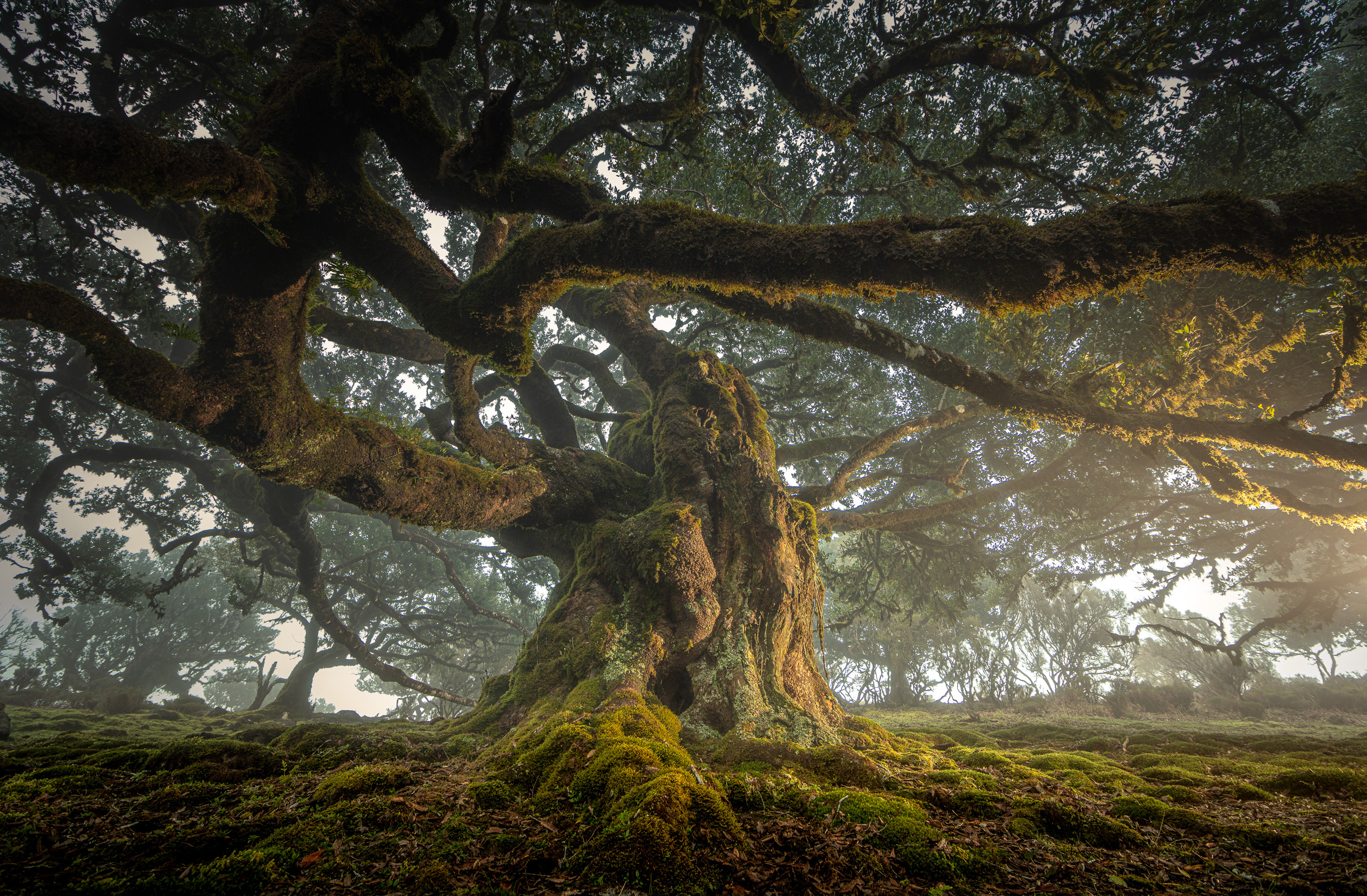 'Ancient'. An old tree of Madeira Island light painted in a foggy evening. This forest grows in a high part of the island and has some amazing mossy trees. © Cristiano Xavier/TNC Photo Contest