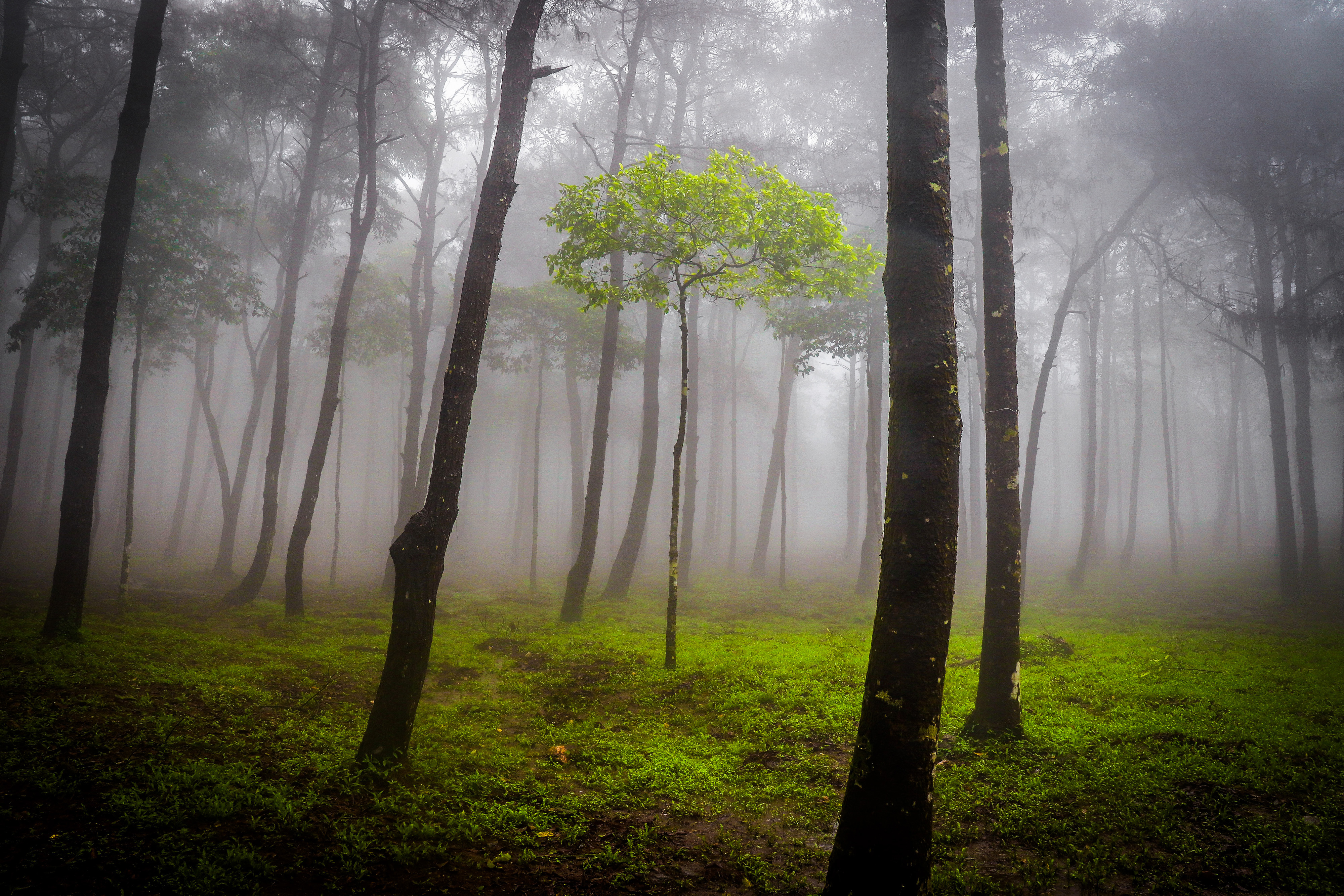 'The Last Truffula Tree'. Deep in Ba Vi National Park in Vietnam sits a beautiful, yet spooky, forest. © jake virus/TNC Photo Contest