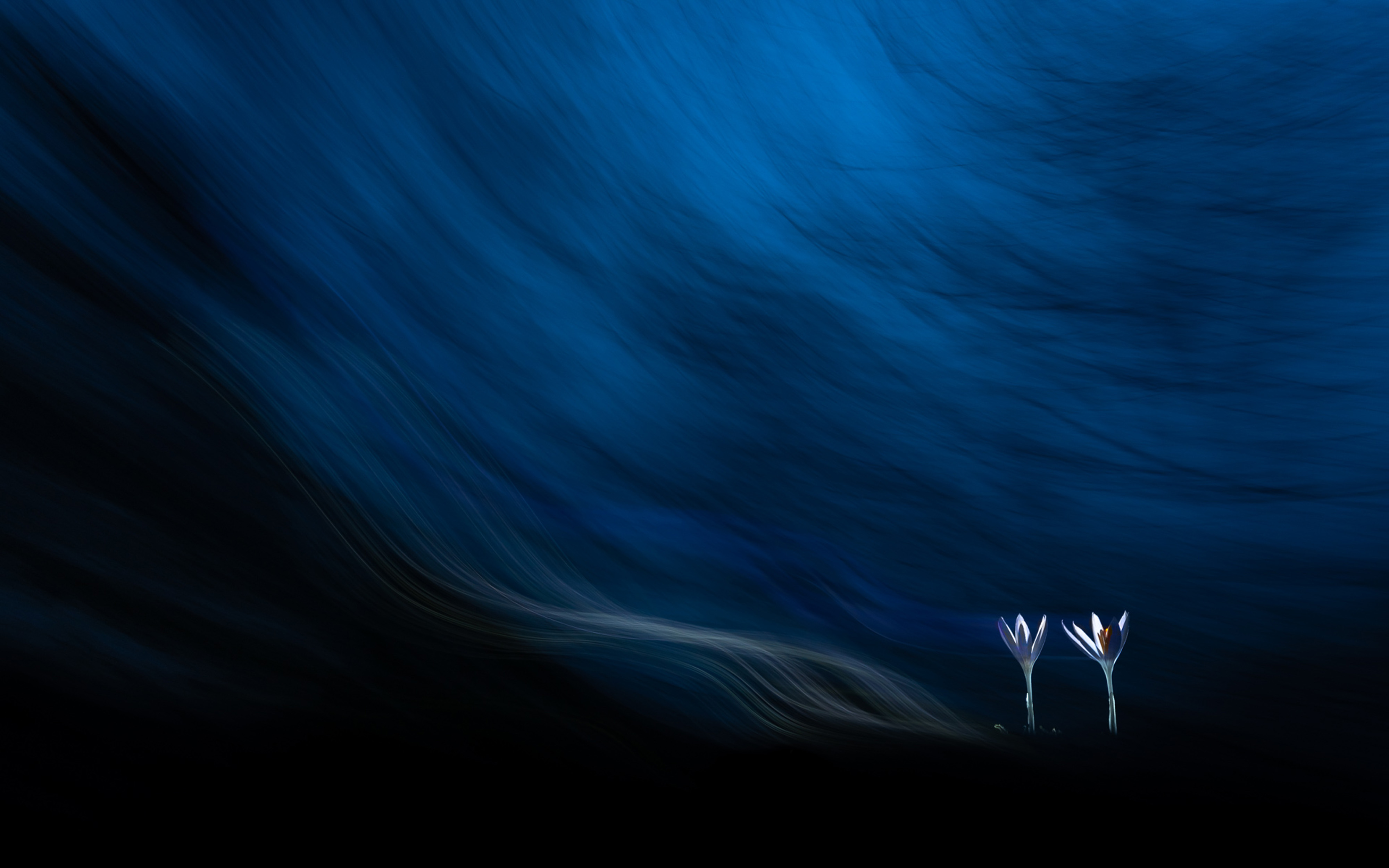 'Crocus wave'. Crocuses in the twilight. © Tibor Litauszki/TNC Photo Contest