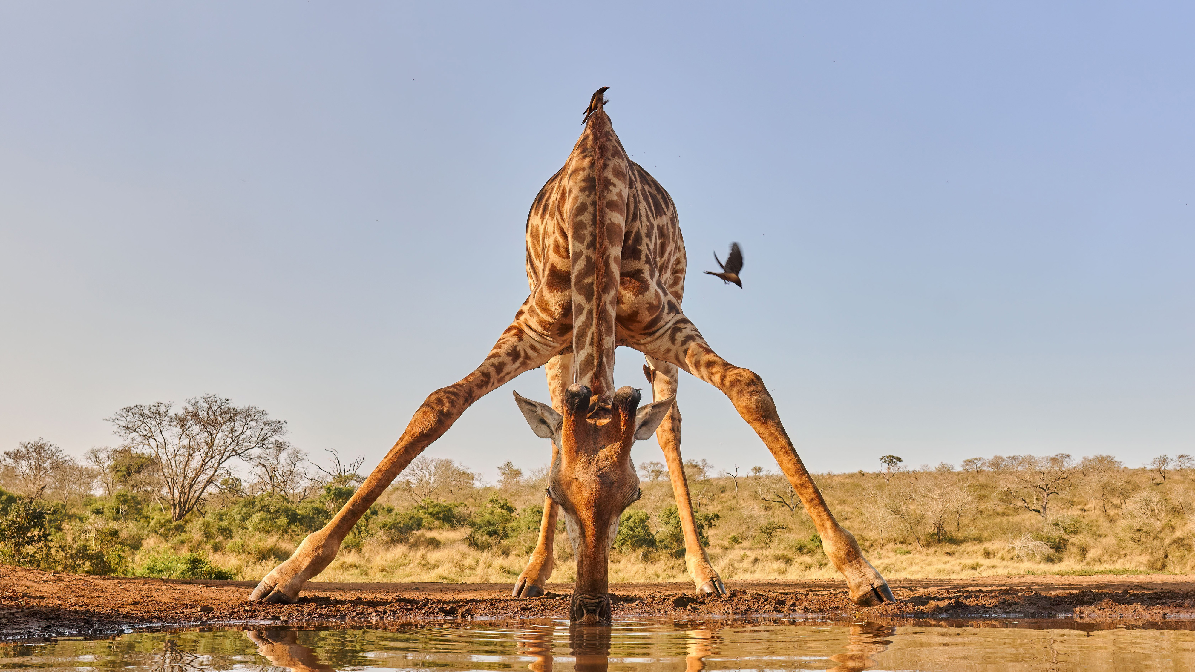'Giraffe Drinking'. Low angle shot of a giraffe drinking at a waterhole, accompanied by an oxpecker. Zimanga Private Game Reserve, South Africa. © Jenny Zhao/TNC Photo Contest