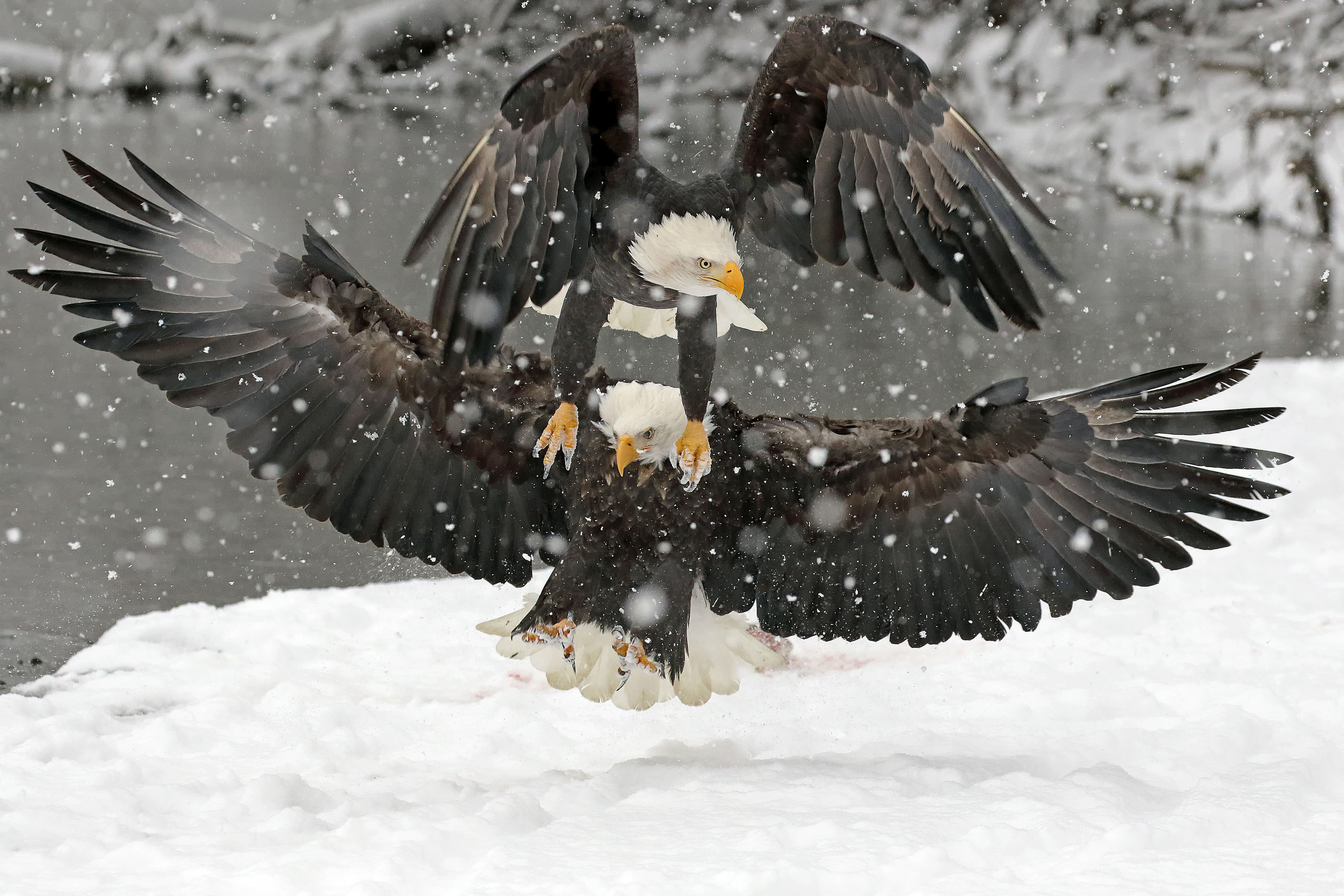 'The Battle'. The eagles were fighting for a piece of salmon.  The eagle on top flew on top of the second eagle to try and get the salmon.  Photographed at the Eagle Fest at Haines, AK in 2018. The eagles were fighting for a piece of salmon. The eagle on top flew on top of the second eagle to try and get the salmon. Photographed at the Eagle Fest at Haines, AK. © Rick Dowling/TNC Photo Contest
