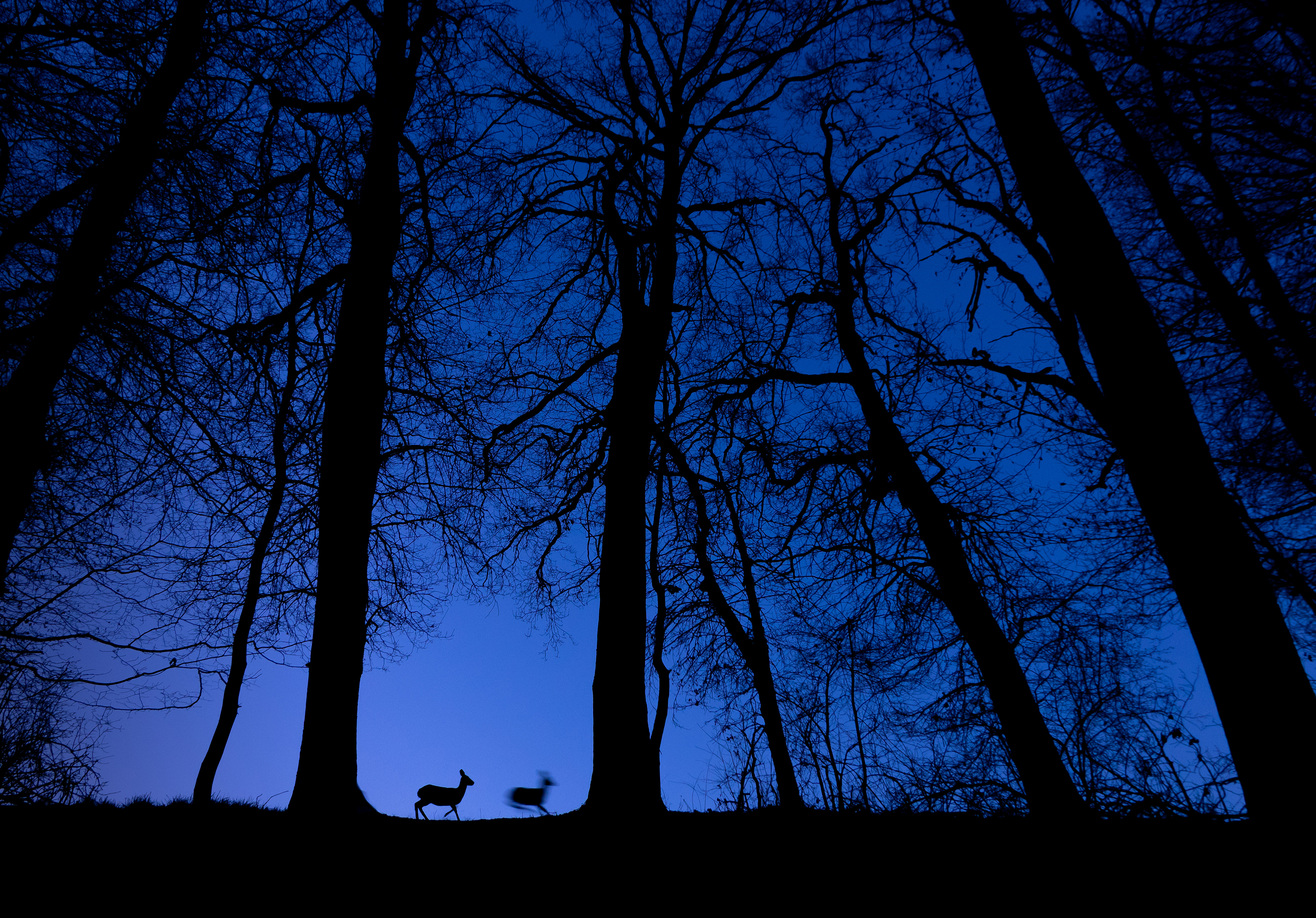 'Follow me'. The photo shows deer at dawn blue. I photographed them with automated techniques. One deer moved, the other remained motionless, I achieved this with the help of a long shutter speed. © Tibor Litauszki/TNC Photo Contest