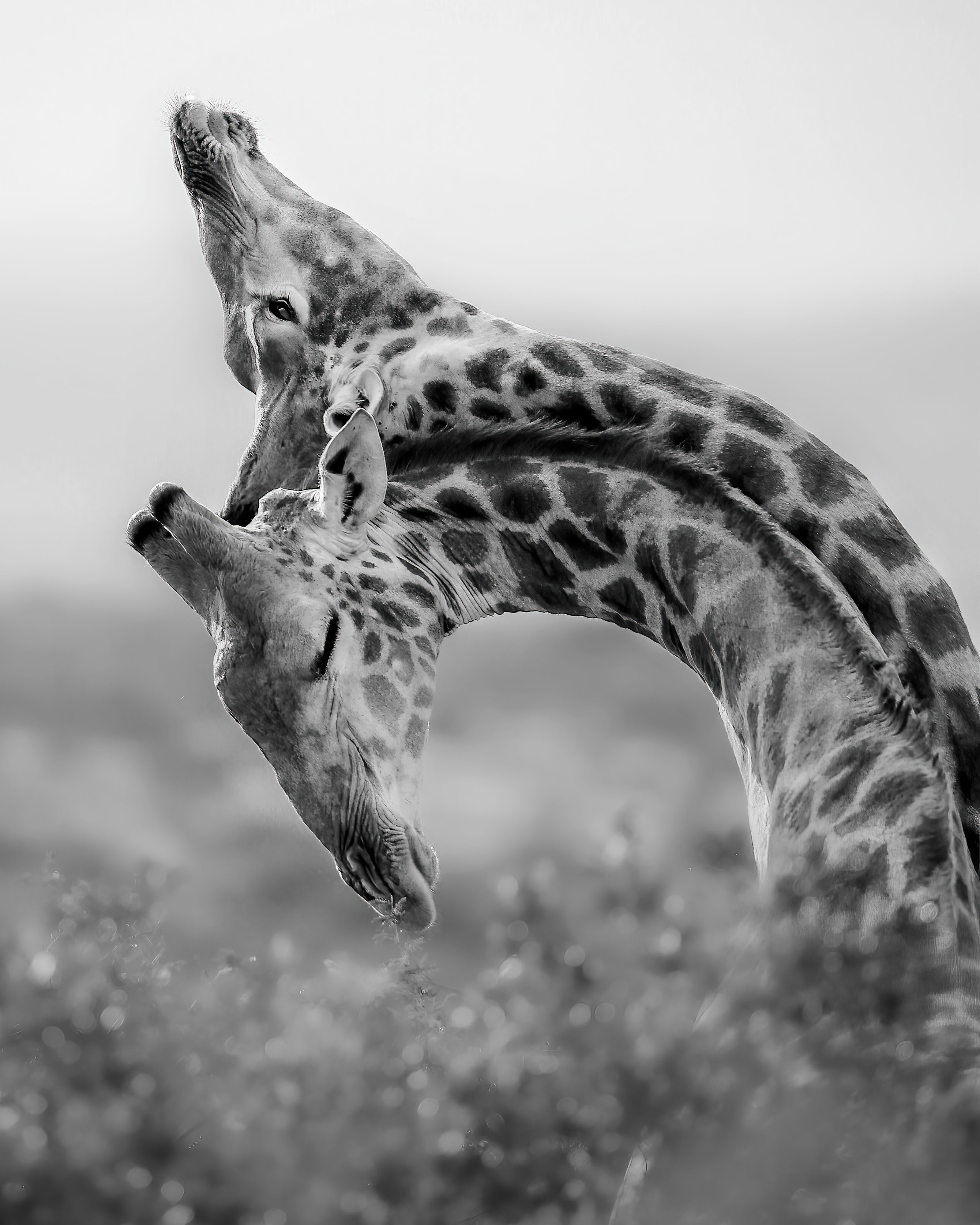 'A Giant's Ballet'. During my time studying the African painted dog in South Africa, we came across these two young bull giraffes “necking” – which is their form of sparring or fighting. Most people think when they see this photo that it is a sign of affection, but once they read the description, the context becomes very different. © Torie Hilley/TNC Photo Contest