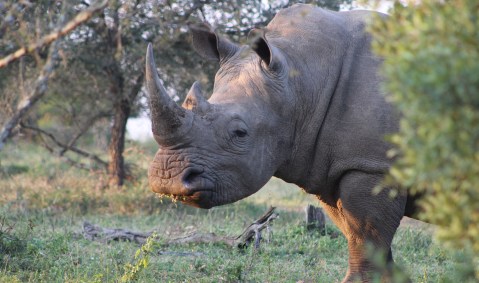 ‘Godfather’ and SA man nabbed in major rhino horn busts in New York, Singapore