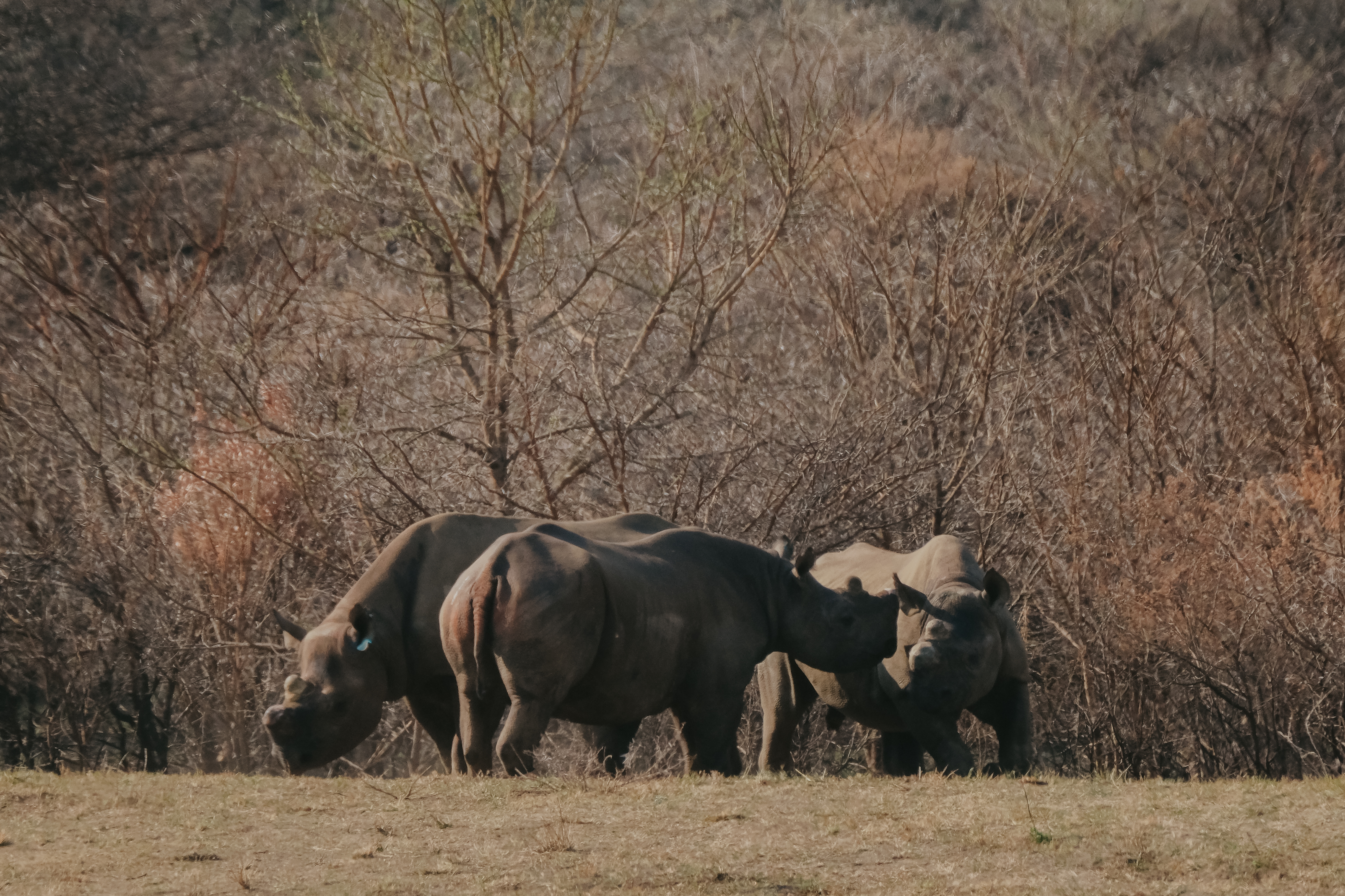 black rhinos orphans