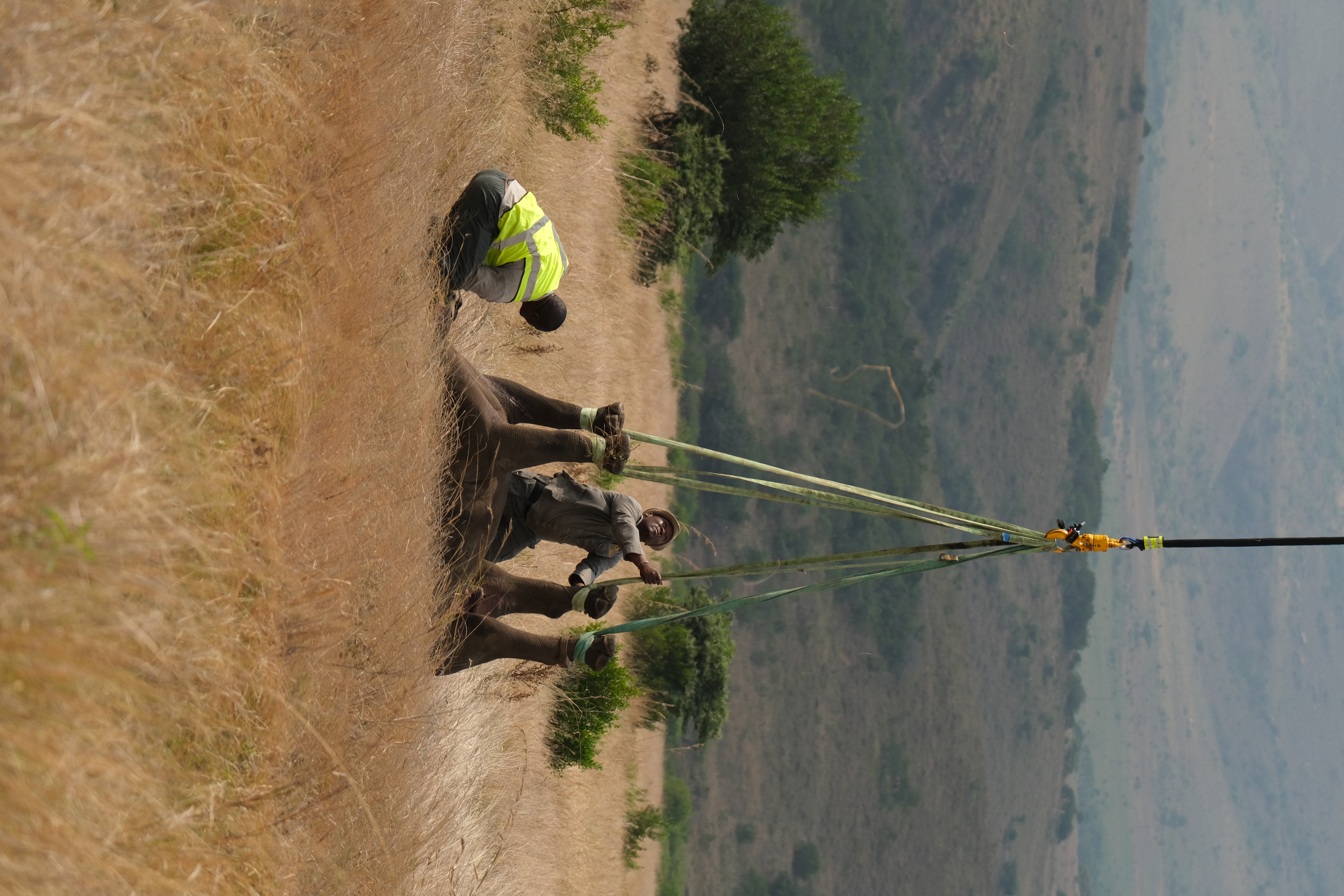 black rhinos airlifted