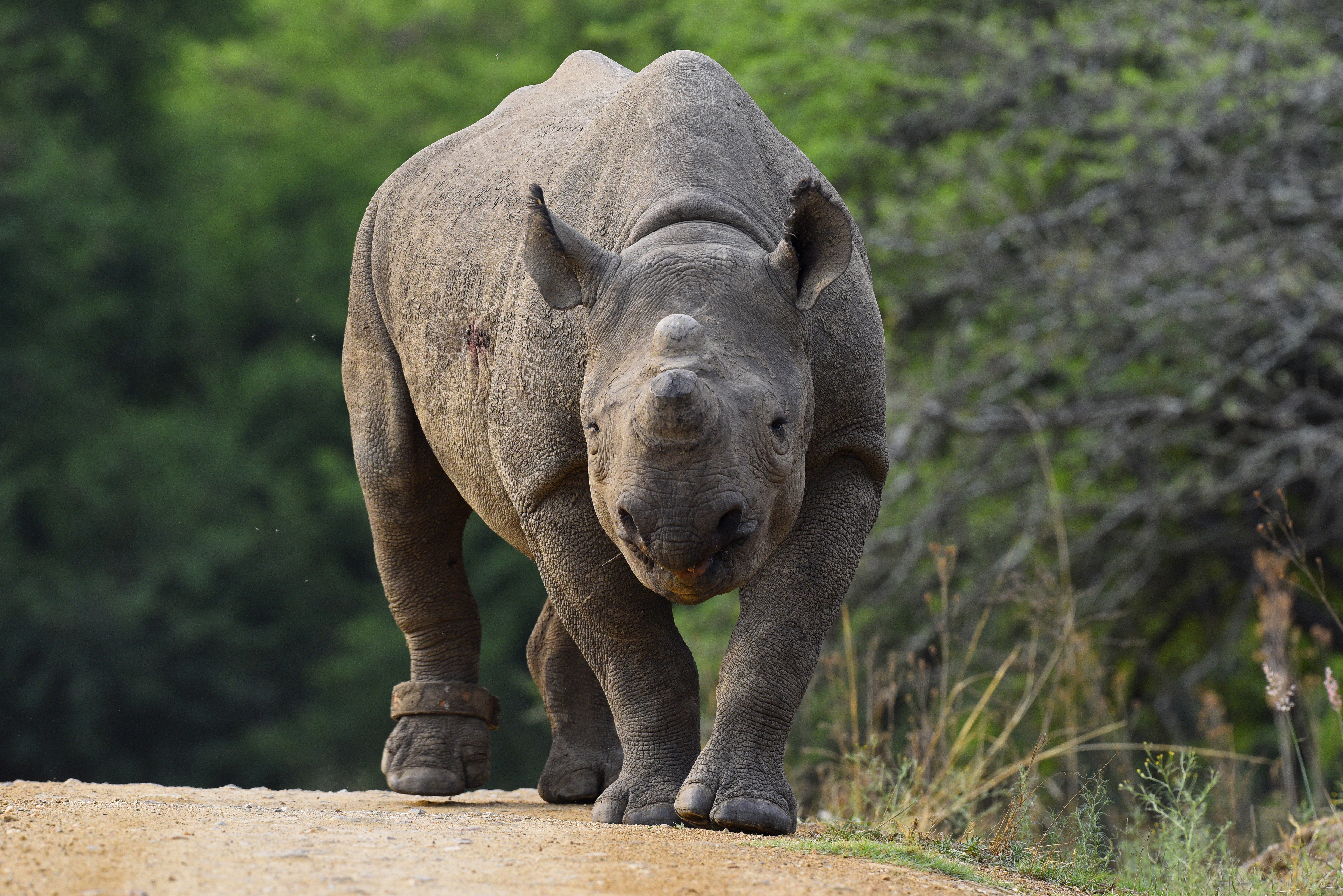 black rhinos tracking device