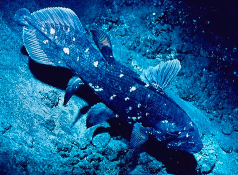 From coelacanths to crinoids: these 9 ‘living fossils’ haven’t changed in millions of years
