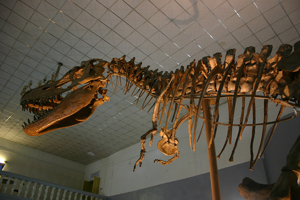 The tyrannosaur Tarbosaurus, from Mongolia. Image: Supplied / Nicholas R. Longrich