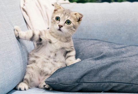Why you should train your cat – and how to do it