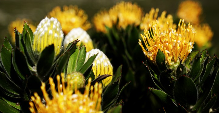 "The people of South Africa refuse to give up. They have had enough of the incompetence, indecency and selfishness that defines the “leadership” of our country today – political and executive."  In this image wild Protea also known as Pincushion Protea. (Photo: EPA-EFE/NIC BOTHMA)