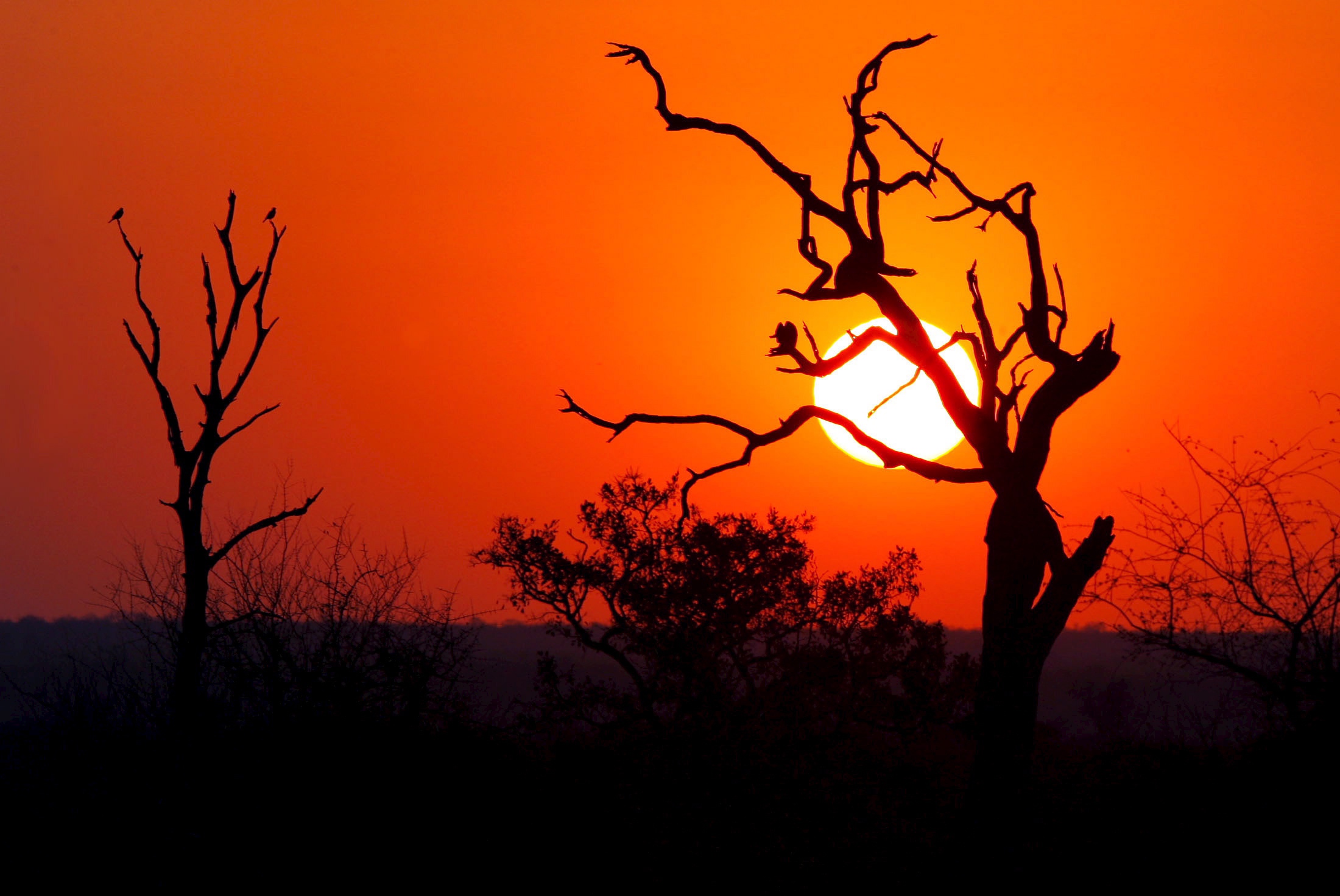 epa00542641 The sun sets behind a dead leadwood tree in the northern Kruger National Park, South Africa, Saturday 01 October 2005. With lower rainfall and a warmer winter than normal, weather conditions coded 'red' under the National Fire Danger Rating System have seen devastating fires in many provinces of the country over the last week, with drought conditions persisting in many areas including the world-famous reserve. EPA/JON HRUSA