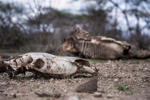 Climate change and wildlife – three studies that reveal the devastating toll on Africa’s animals