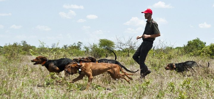 Meet the hounds trained to track down rhino poachers in Kruger Park
