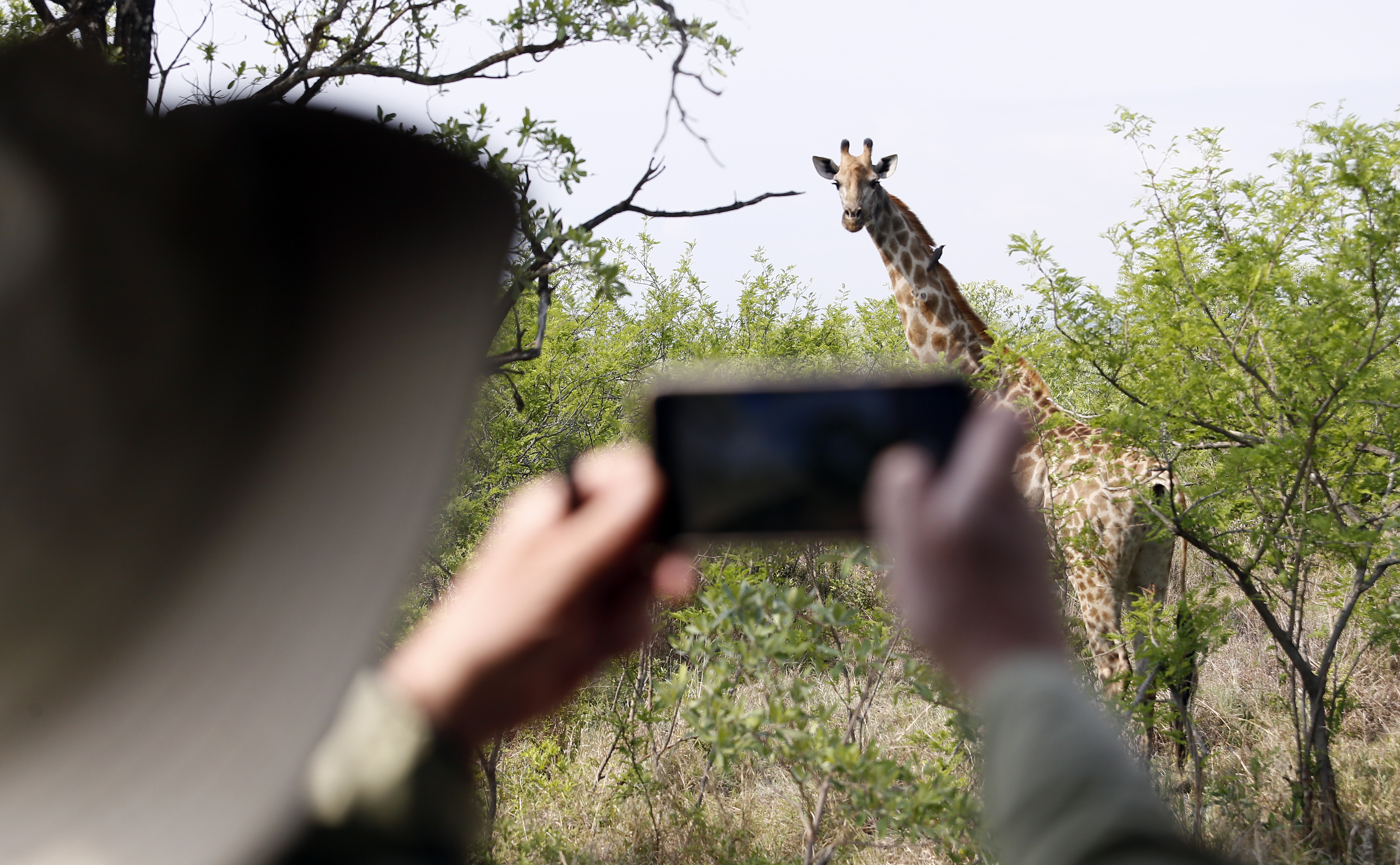 MBOMBELA, SOUTH AFRICA – OCTOBER 18: A giraffe at the Numbi Gate of the Kruger National Park on October 18, 2022 in Mbombela, South Africa. It is reported that the US embassy has issued a security alert for the Kruger National Park's Numbi Gate after a German tourist was killed near the gate earlier this month. (Photo by Gallo Images/Daily Maverick/Felix Dlangamandla)