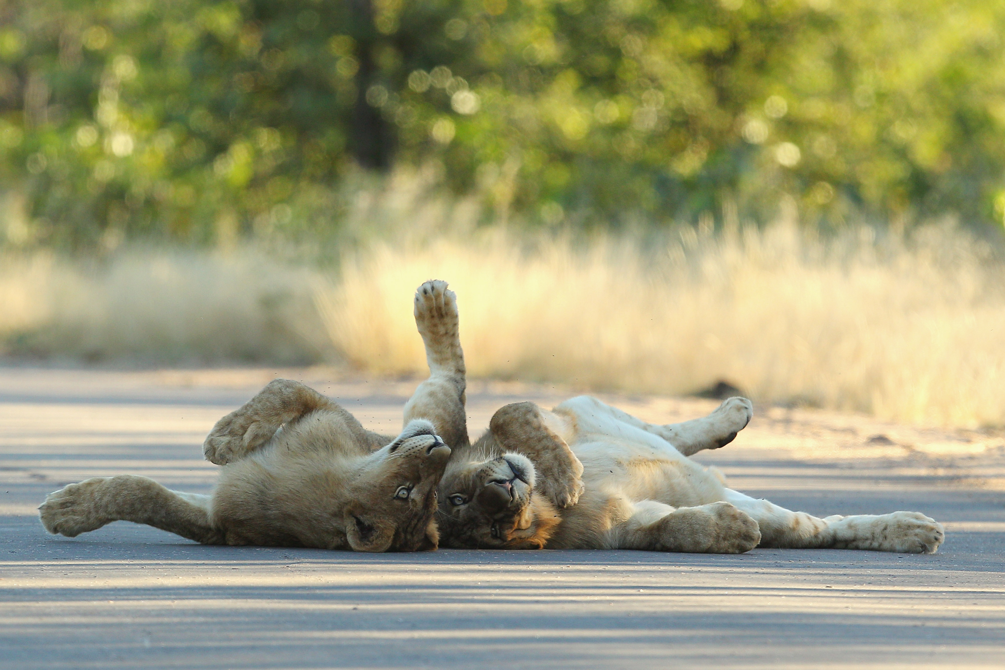 LIMPOPO, SOUTH AFRICA - JULY 23: Young male lions relax on a sealed road at the Pafuri game reserve on July 23, 2010 in Kruger National Park, South Africa. Kruger National Park is one of the largest game reserves in South Africa spanning 19,000 square kilometres and is part of the Great Limpopo Transfrontier Park. (Photo by Cameron Spencer/Getty Images)