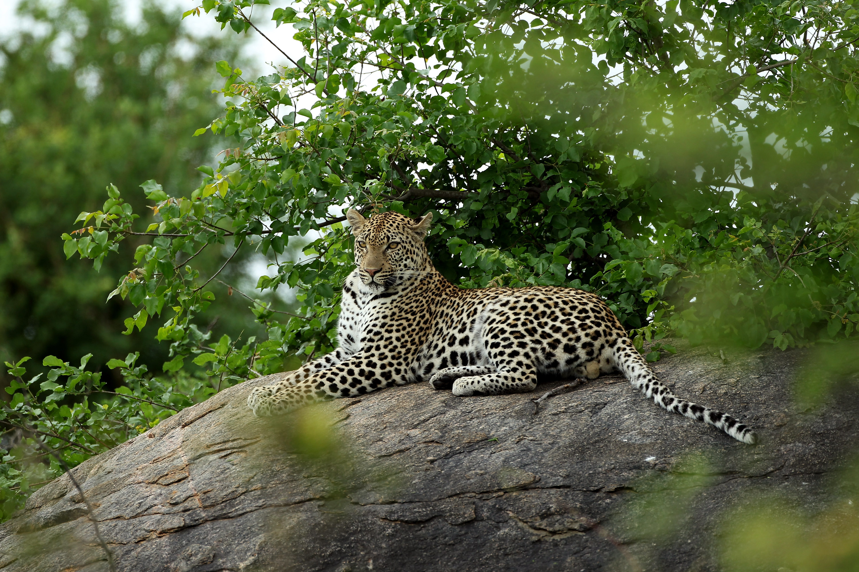 MALELANE, SOUTH AFRICA - DECEMBER 08: A leopard is pictured in the Kruger National Park during practice for the Alfred Dunhill Championship at Leopard Creek on December 8, 2010 in Malelane, South Africa. Leopards are frequently seen on the course. (Photo by Warren Little/Getty Images)