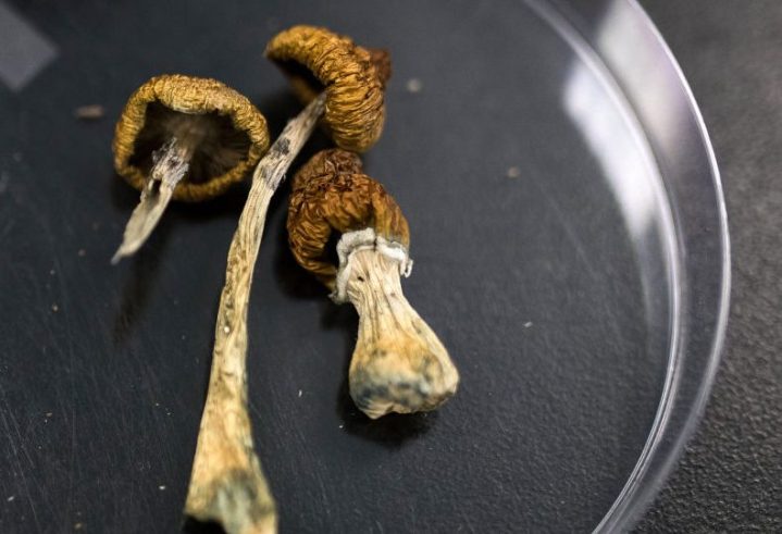Entheogen journeys, next step: Decriminalisation of magic mushrooms