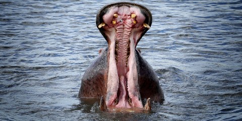 Restricting the trade in hippo parts is not necessarily the best option for African conservation