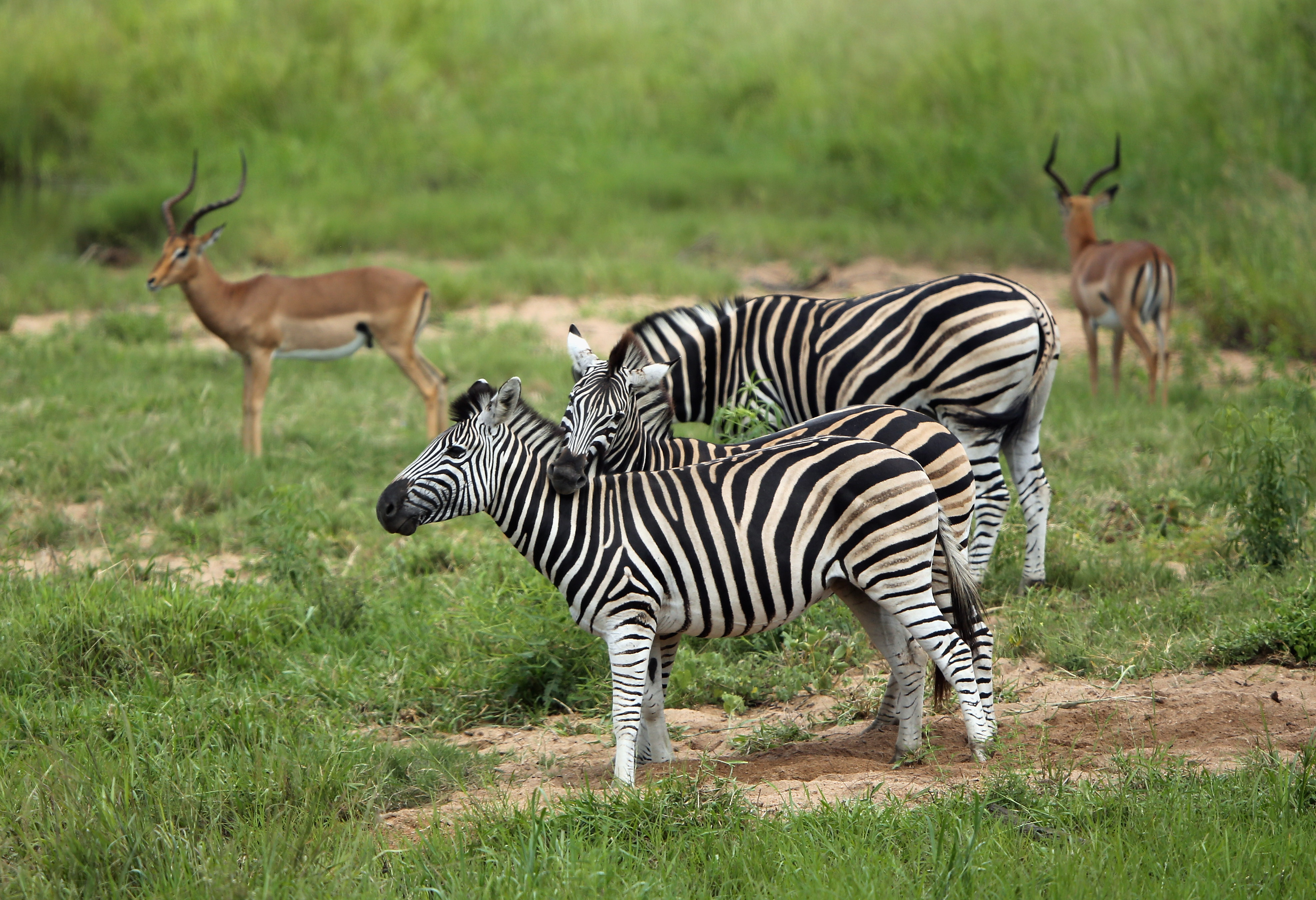 SKUKUZA, SOUTH AFRICA - FEBRUARY 06: A zebraa are pictured in Kruger National Park on February 6, 2013 in Skukuza, South Africa. (Photo by Ian Walton/Getty Images)