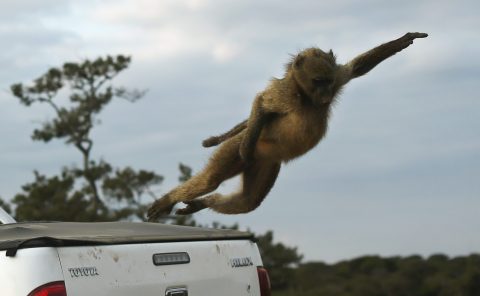 Surreal safaris – a real Kruger adventure goes beyond spotting the Big Five